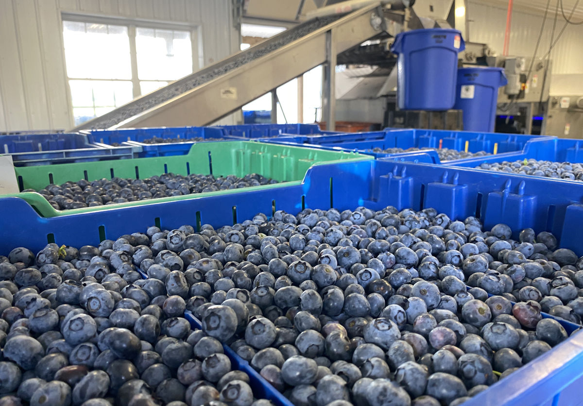 Blueberry 9